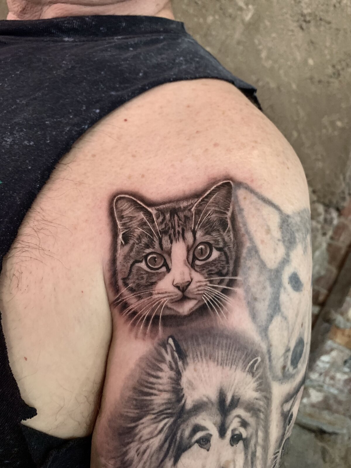 Cat and husky pet portrait tattoos on a shoulder by Carli Hall